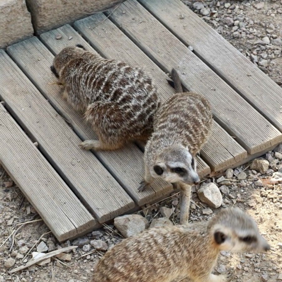 Erdmännchen