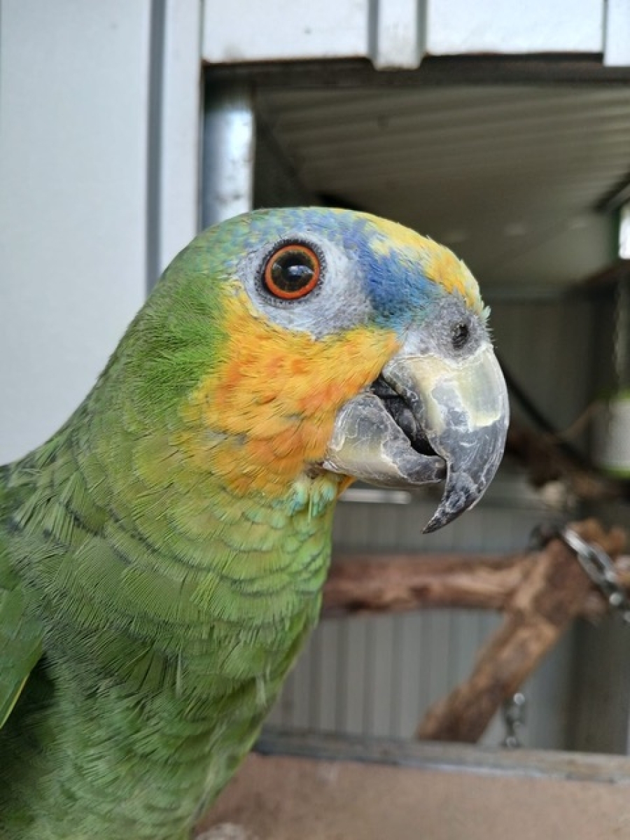 Penelope