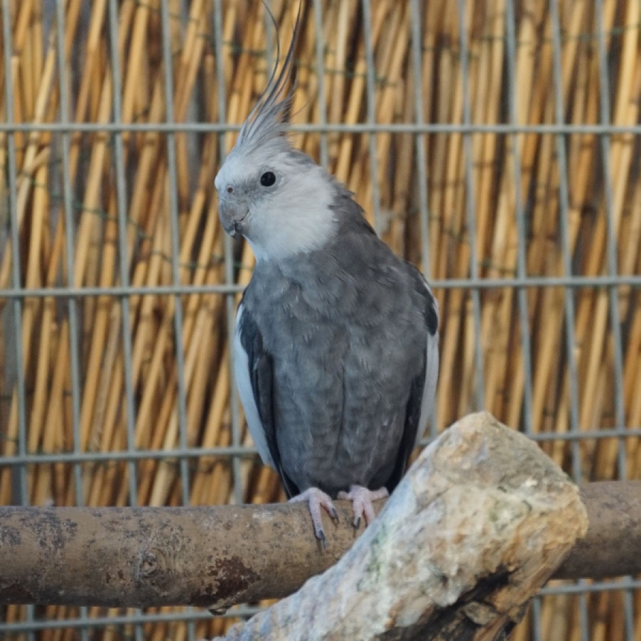 Kulfee